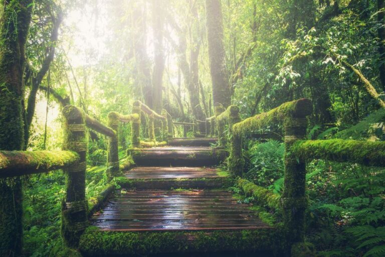wood bridge 2