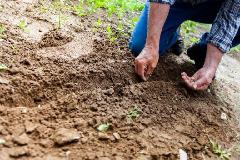 planting small